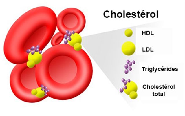 Cholestérol  définition  docteurclic.com