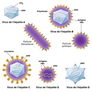 Virus Hépatite A; Hepatitis A Viruses