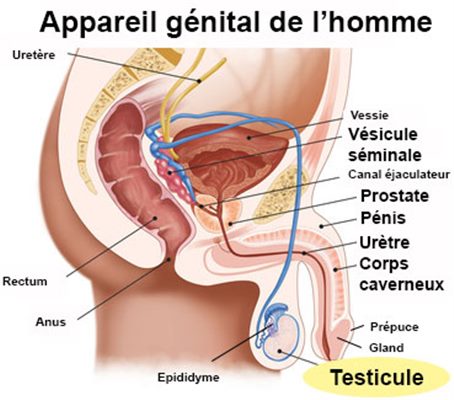 Ectopie du testicule