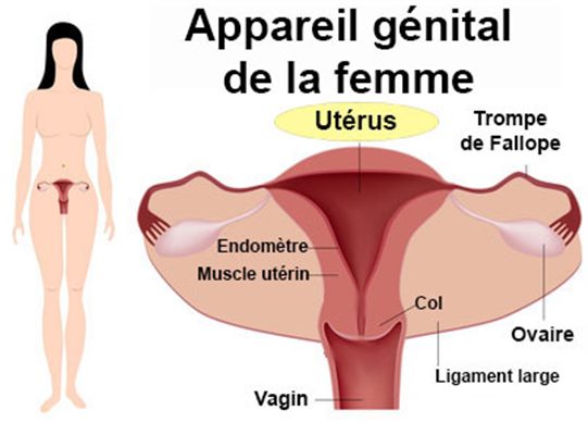 Maladies de l'utérus