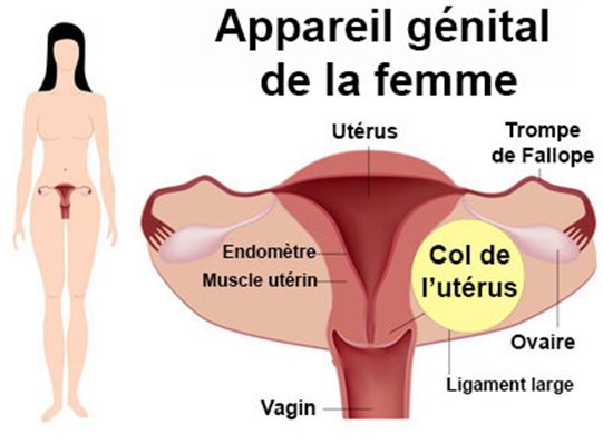 Col de l'utérus