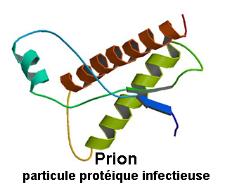 Prion : Définition - Docteurclic.com