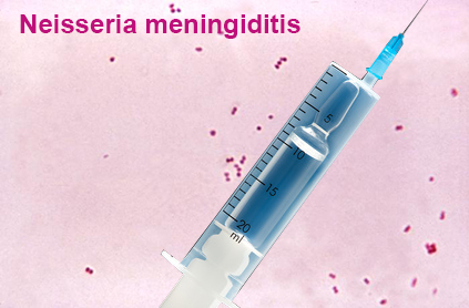 Vaccin Anti-méningococcique, Vaccination Méningite, Vaccin Méningite ...