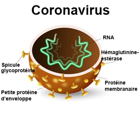Questions réponses sur le  Coronavirus COVID-19 ?