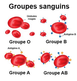 Groupes Sanguins Examen - Docteurclic.com