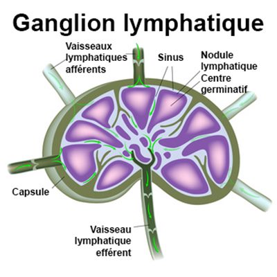 Ganglions Lymphatiques Definition Docteurclic Com