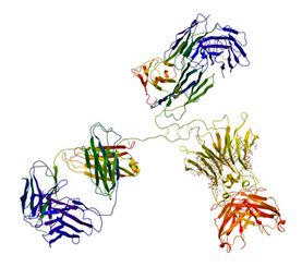 immunoglobuline