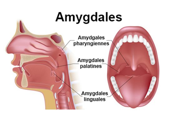 Amygdales Définition 8172
