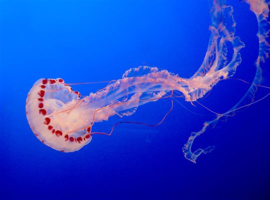 Piqûres de méduse : symptômes, traitement, définition 