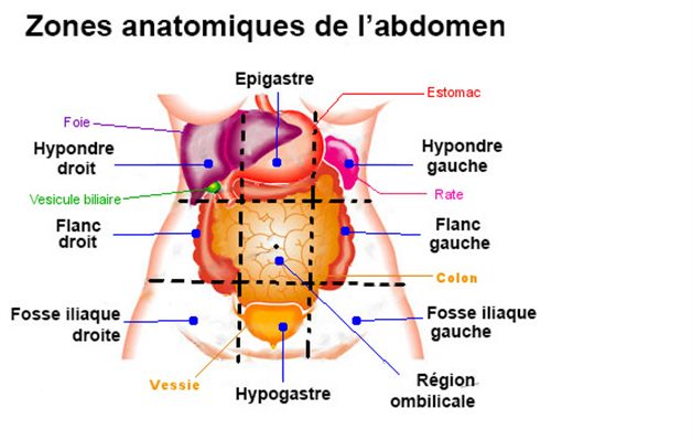 Anatomie ventre femme