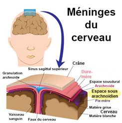 Ascite Symptomes Traitement Definition Docteurclic Com