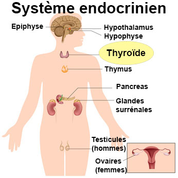 Siège de la glande thyroïde et structures voisines