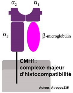 cmh1