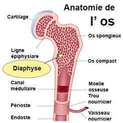 Nanisme Symptomes Traitement Definition Docteurclic Com