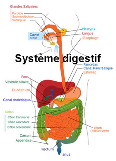 Médicaments pour la digestion : traitement, définition