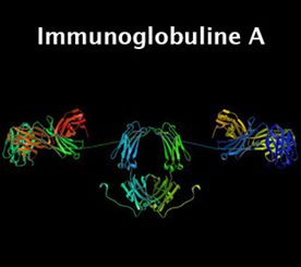 immunoglobuline A