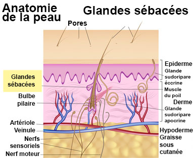 Séborrhée : symptômes, traitement, définition - docteurclic.com